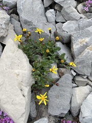 Senecio fremontii