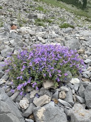 Penstemon montanus montanus