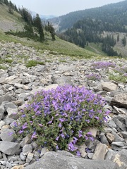 Penstemon montanus montanus