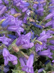Penstemon montanus montanus
