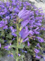Penstemon montanus montanus