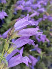 Penstemon montanus montanus