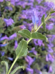 Penstemon montanus montanus