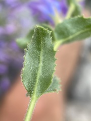 Penstemon montanus montanus