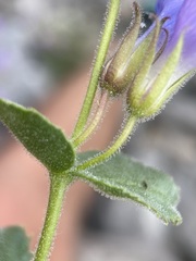 Penstemon montanus montanus