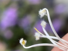 Penstemon montanus montanus