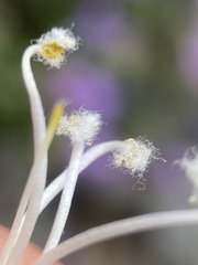 Penstemon montanus montanus