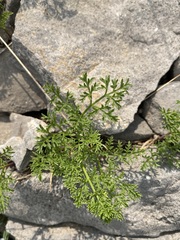 Cymopterus terebinthinus