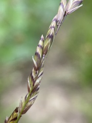 Melica spectabilis