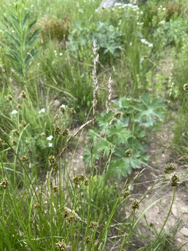 purple oniongrass (Melica spectabilis)