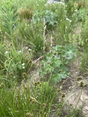 Melica spectabilis