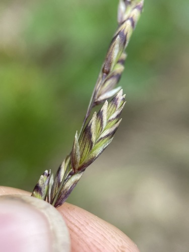 Image of Melica spectabilis by (c) Matt Berger, some rights reserved (CC BY)