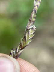 Melica spectabilis