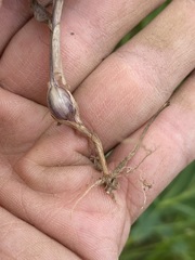 Melica spectabilis