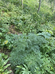 Ligusticum filicinum