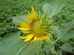 Helianthus