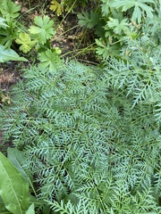 Ligusticum filicinum