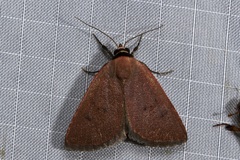 Plecoptera sarcistis