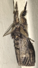 Dasychira grisefacta