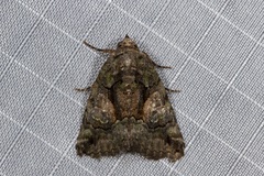 Catephia