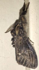 Dasychira grisefacta