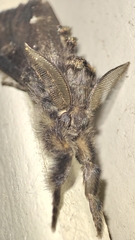 Dasychira grisefacta