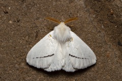 Phiala