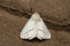 Phiala