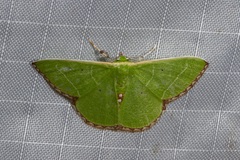 Comibaena leucospilata