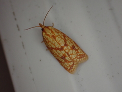 Sparganothis sulfureana