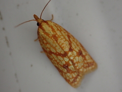 Sparganothis sulfureana