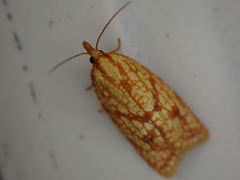 Sparganothis sulfureana