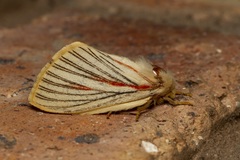 Grammodora nigrolineata