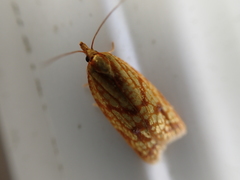 Sparganothis sulfureana