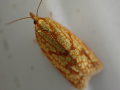 Sparganothis sulfureana