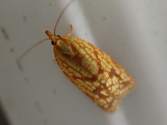 Sparganothis sulfureana