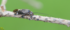 Psocomorpha