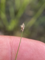 Eleocharis parvula