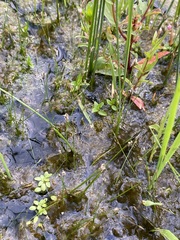 Eleocharis parvula