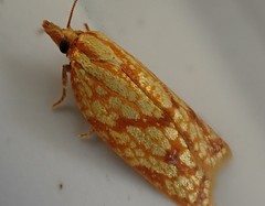 Sparganothis sulfureana