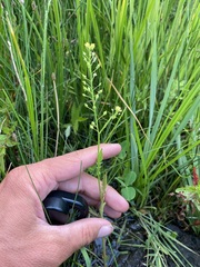 Rorippa sphaerocarpa