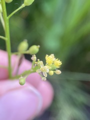 Rorippa sphaerocarpa