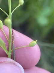 Rorippa sphaerocarpa