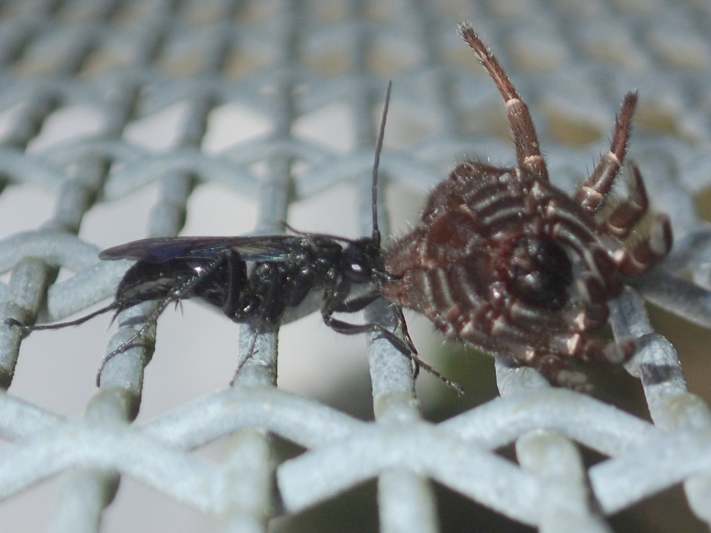 Priocnemis monachus