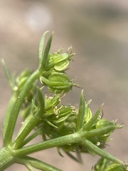 Cymopterus hendersonii