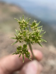 Cymopterus hendersonii