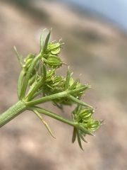 Cymopterus hendersonii