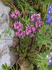 Pedicularis ornithorhynchos
