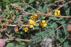 Pomaria jamesii