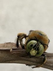 Xylocopa micans image